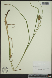 Carex squarrosa image