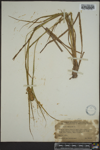 Carex squarrosa image