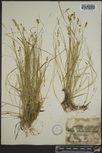 Carex stellulata image