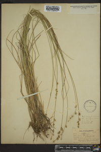 Carex sterilis image