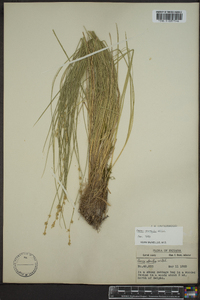 Carex sterilis image