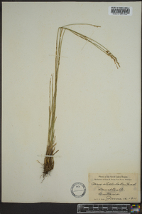 Carex sterilis image