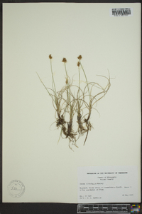 Carex duriuscula image