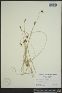 Carex duriuscula image