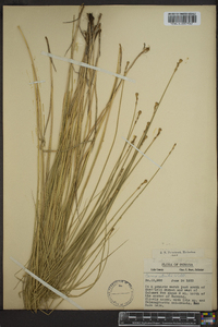 Carex sterilis image