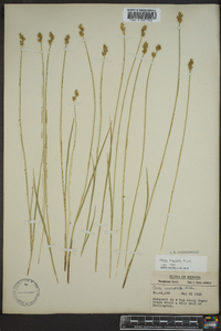 Carex sterilis image