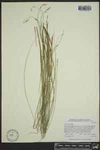 Carex sterilis image