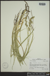 Carex laevivaginata image