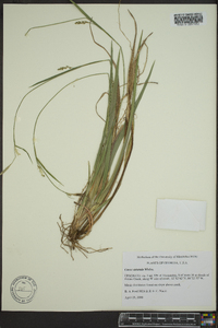 Carex striatula image