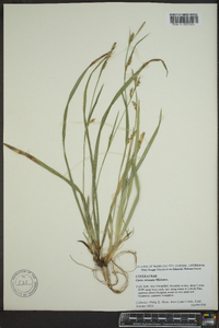 Carex striatula image