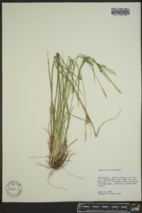 Carex striatula image