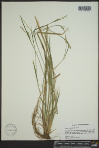 Carex striatula image