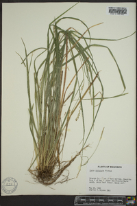 Carex striatula image