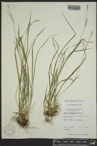 Carex striatula image