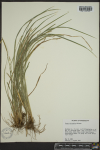 Carex striatula image