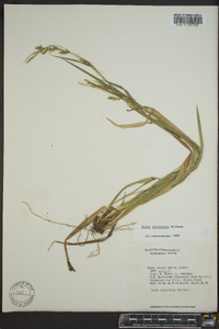 Carex striatula image