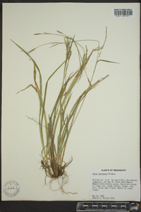 Carex striatula image