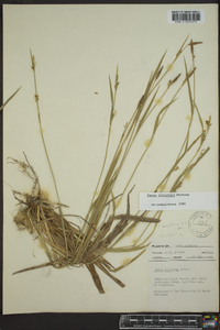 Carex striatula image