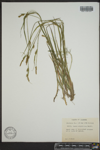 Carex styloflexa image