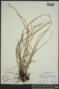 Carex styloflexa image