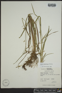 Carex styloflexa image