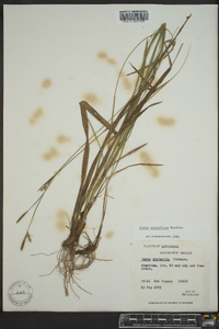 Carex styloflexa image