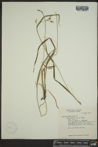 Carex styloflexa image