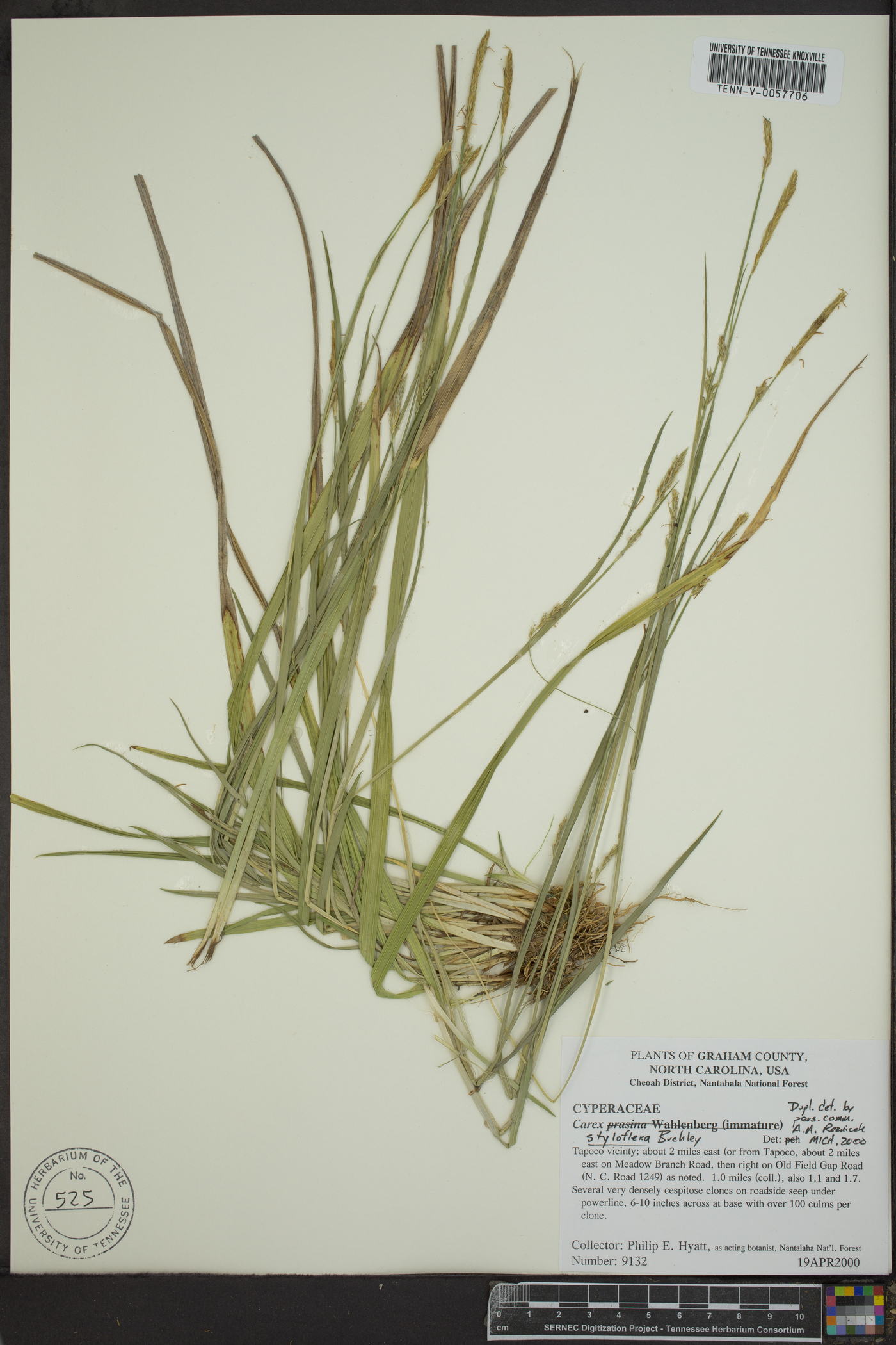 Carex styloflexa image