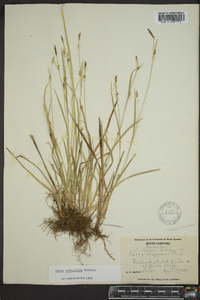 Carex styloflexa image