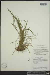 Carex styloflexa image