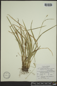 Carex styloflexa image