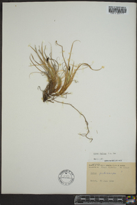 Carex stylosa image