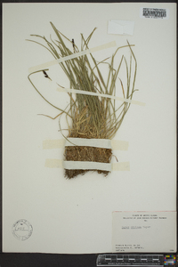 Carex stylosa image