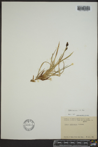 Carex stylosa image