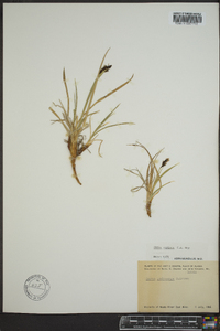 Carex stylosa image