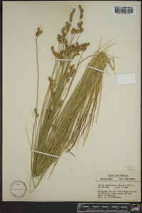 Carex subfusca image