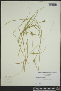 Carex subfusca image