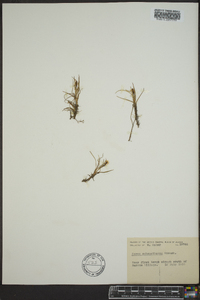 Carex subspathacea image