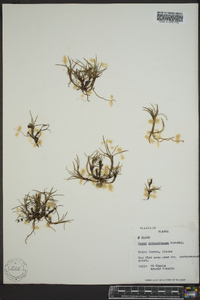 Carex subspathacea image