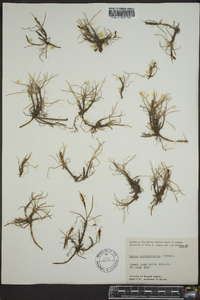 Carex subspathacea image
