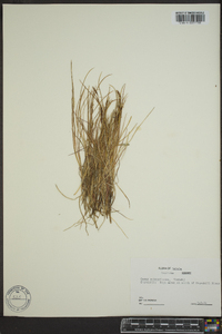 Carex subspathacea image