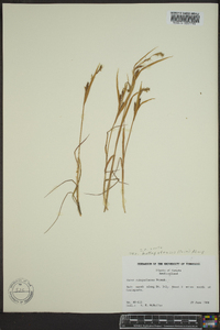 Carex subspathacea image