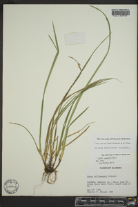 Carex superata image