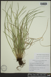 Carex superata image