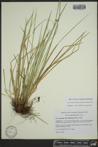 Carex superata image