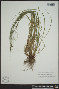 Carex swanii image