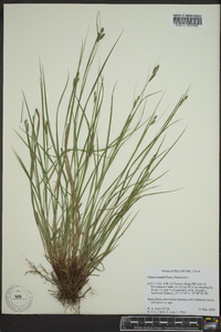 Carex swanii image