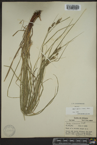 Carex swanii image