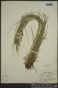 Carex swanii image