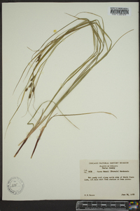 Carex swanii image